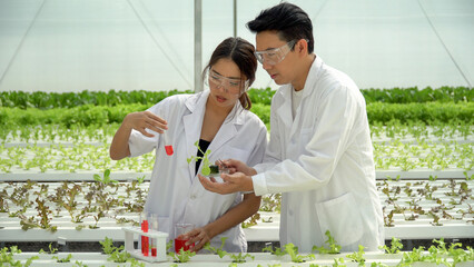 Scientists asian team  test and research before  farmers harvesting lettuce from hydroponics farm....