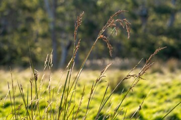 Pasture on a farm in Australia. Spring grass growth of green plants
