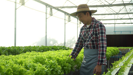 Obraz premium happy asian farmers checking and harvesting vegetables organic in hydroponic farm greenhouse .