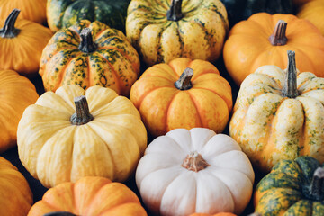 Many colorful mini pumpkins and gourds, view from above. Fall texture for background. Halloween or Thanksgiving celebration.