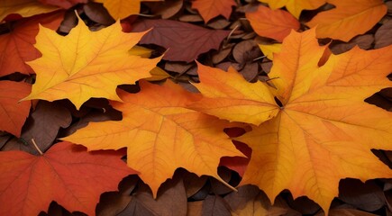 autumn maple leaves, autumn leaves background, full hd leaf background, autumn leaves wallpaper