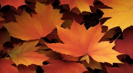 autumn maple leaves, autumn leaves background, full hd leaf background, autumn leaves wallpaper