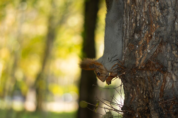 squirrel on the tree.wild animals.