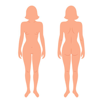 Silhouettes of female human body, back and front. Anatomy. Medical and scientific concept. Illustration, vector
