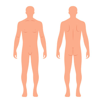 Silhouettes of male human body, back and front. Anatomy. Medical and scientific concept. Illustration, vector