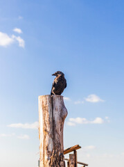 Shot of the crow sitting on the pillar. Concept
