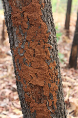 The Surface of A Cracked Tree Trunk with A Layer of Clay Soil