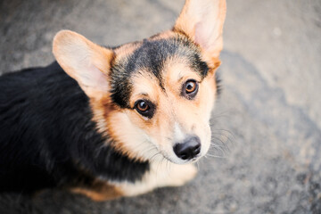 Pembroke Welsh Corgi on a walk. Portrait of a dog in the autumn park