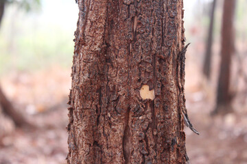 Burned Tree Trunk Closed Up