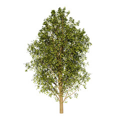 Fototapeta premium Tree without background 