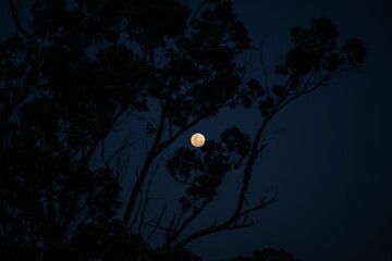 moon behind trees in the australian bush in summer in australia © Phoebe