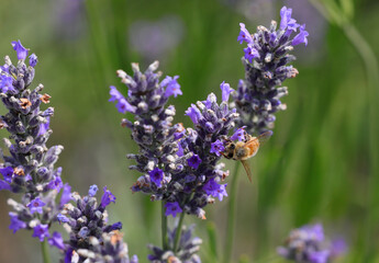 bee sucking pollen from fragrant lavender flowers in order to produce honey and pollinate other...