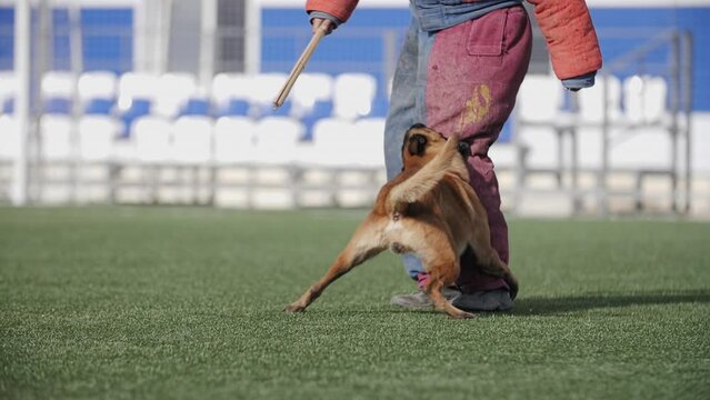 Army dog training, Belgian shepherd dog attacks a cynologist