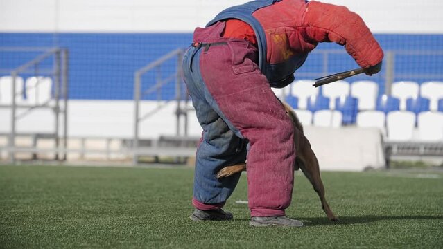 Belgian shepherd dog training: cynologist beats attacking dog with a stick