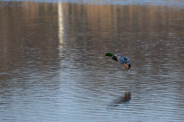 Anas platyrhynchos-Mallard-Canard colvert-IUCN=LC-B027_026_016