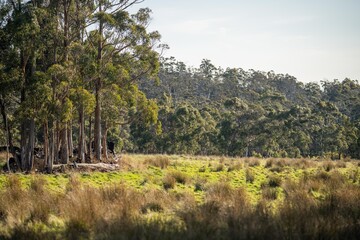 ranch farming landscape, with rolling hills and cows in fields, in Australia. Beautiful green grass