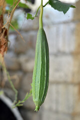 fresh and healthy green ridge gourd