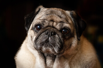 Fototapeta premium Close-up low key portrait of a senior beige pug looking at the camera