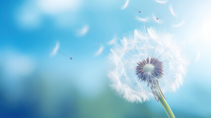 Beautiful dandelion on blurred nature background. Soft focus.