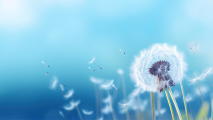 Dandelion flower on the background of blue sky.