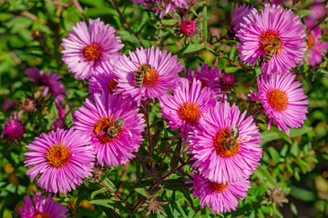 Fototapeta premium Honey bees on pink flowers. Perennial flowers Symphyotrichum novi-belgii on a sunny day