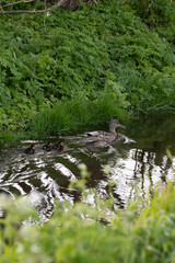 Anas platyrhynchos-Mallard-Canard colvert-IUCN=LC-B027_026_016