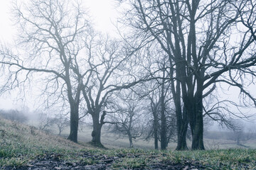 Foggy cold autumn or winter weather creepy landscape. Empty dark tree and frozen grass.