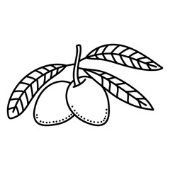 Olives fruit doodle icon design isolated on white background
