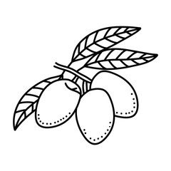 Olives fruit doodle icon design isolated on white background