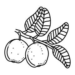 Linear Guava. Hand drawn Guava fruits isolated on white background. doodle style design for coloring book.