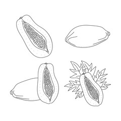 Hand drawn papaya set. Healthy, organic, sweet food outline vector illustration isolated on white background