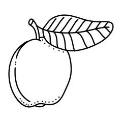 Linear Guava. Hand drawn Guava fruits isolated on white background. doodle style design for coloring book.