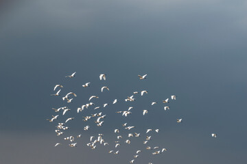 White bird flying in the sky