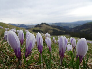 crocuses in the mountains