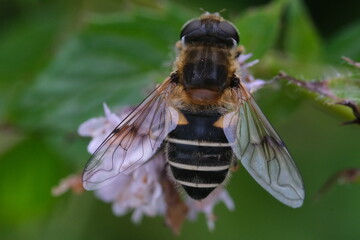 bee on a flower