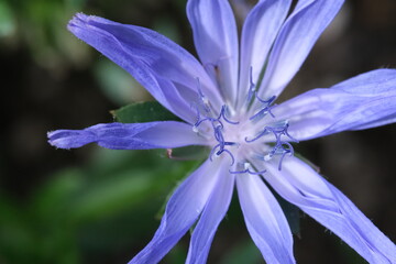 violet flower close up