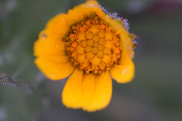 orange flower with dew drops
