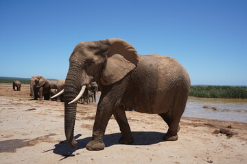 Fototapeta na wymiar An African elephant walks away from a watering hole after a drink. 