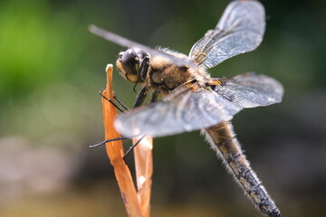 dragonfly on a branch close up macro photography