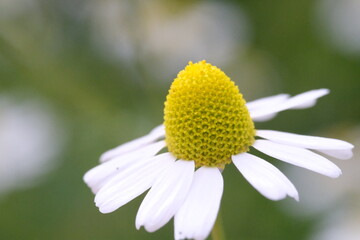 Matricaria chamomilla, chamomile, flower