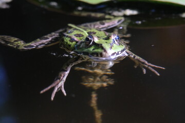 A Pelophylax green edible frog swimming in the water.