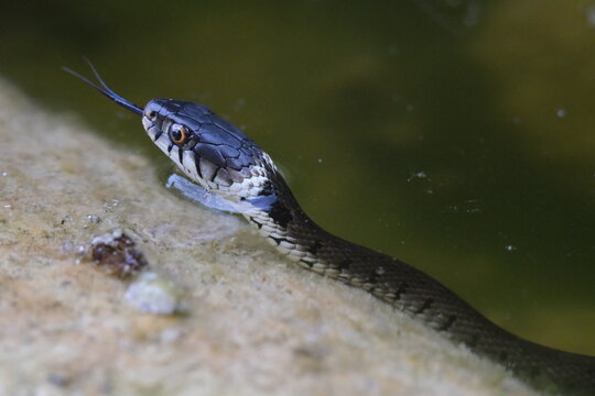 young water snake dart its tongue in and out on a rock in the water close up macrophotography