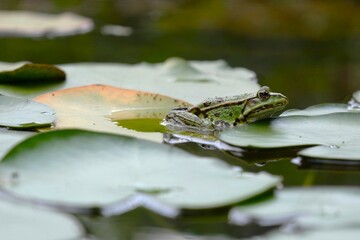 Pelophylax green edible frog sitting on a water lily close up macrophotography