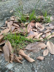 leaves in the forest
