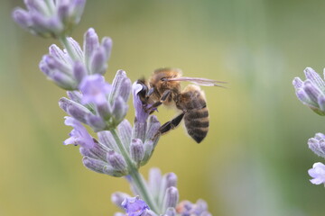 bee on lavender close up macrophotography