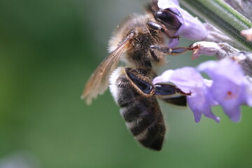 bee on a flower