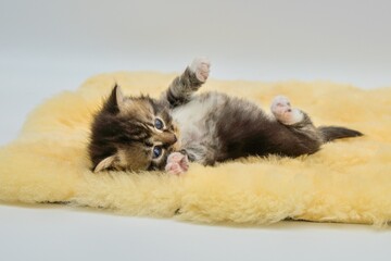 Siberian kitten in a small bed
