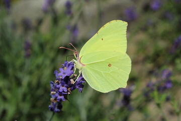 common brimstone yellow butterfly on blue lavender