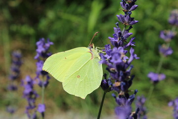 common brimstone yellow butterfly on blue lavender