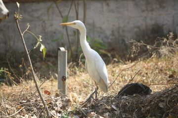 Cattle egret perched on the ground